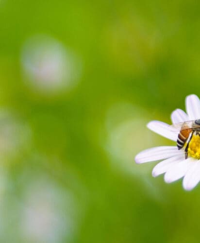 Bee on a daisy