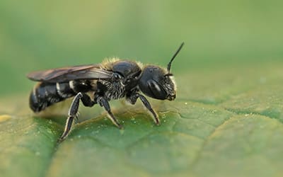 Mason bees (Osmia spp.)