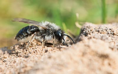 Mining bees (Andrena spp.)