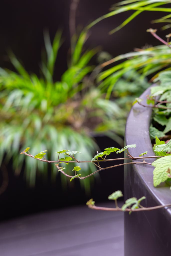 Egyptian & Dudley House planters close-up